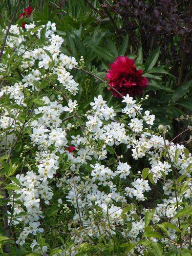 Exochorda The Bride - Mai 2015