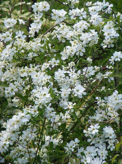 Exochorda The Bride - Mai 2015