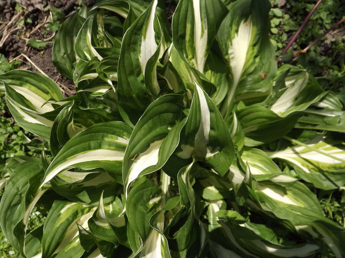 DSCF3748 - Hosta