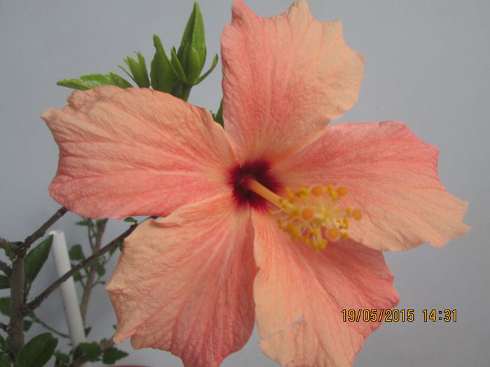 IMG_2403 - Florile mele mai 2015