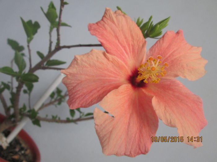 IMG_2404 - Florile mele mai 2015