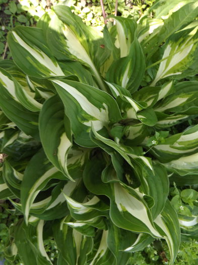 DSCF3749 - Hosta