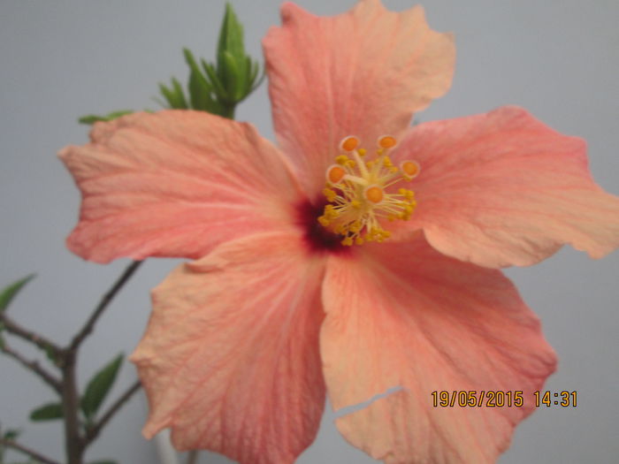 IMG_2405 - Florile mele mai 2015