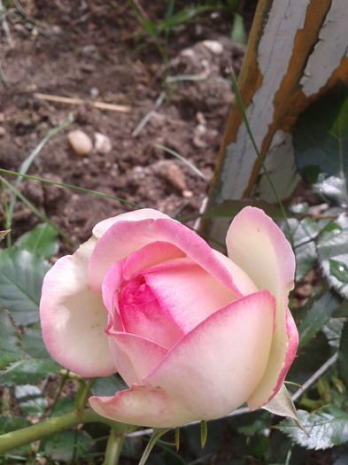 Fotografie-0082 - trandafiri