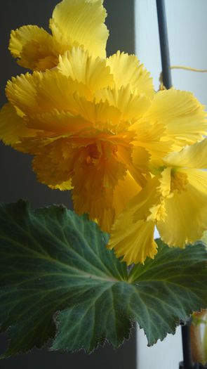 11052015403 - flori 2015