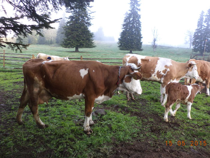 Viteii mititei in ocol - Urcatul la stana cu vacile in Dealul Alb-2015