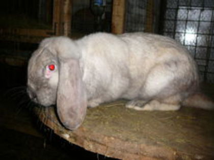 Mascul culoarea : Sallander_2 (2015) - arhiva matca-berbeci