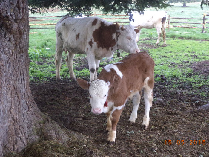 Vitelul lui Violeta-3 - Urcatul la stana cu vacile in Dealul Alb-2015