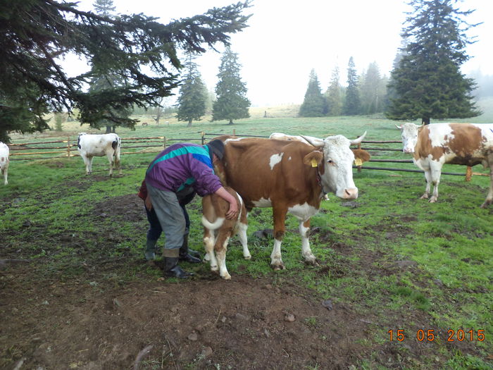 Vitelul mititel-7 - Urcatul la stana cu vacile in Dealul Alb-2015
