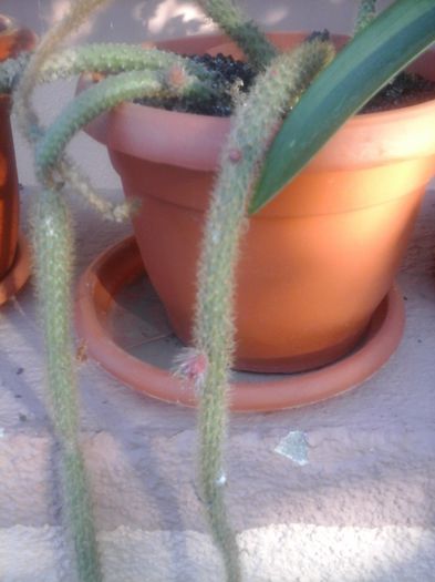 20150520_070541; Ne pregatim sa inflorim
