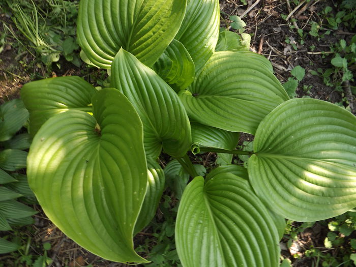 DSCF3818 - Hosta