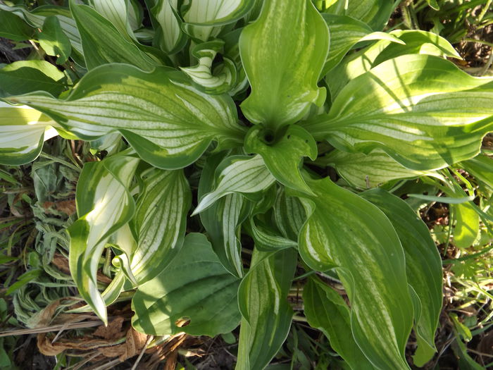 DSCF3819 - Hosta