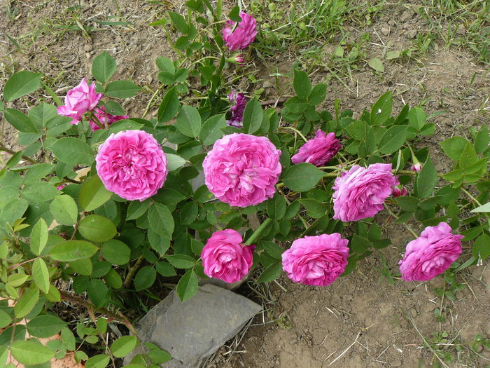 La Reine de Violettes