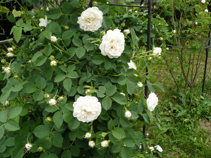 Alba Maxima