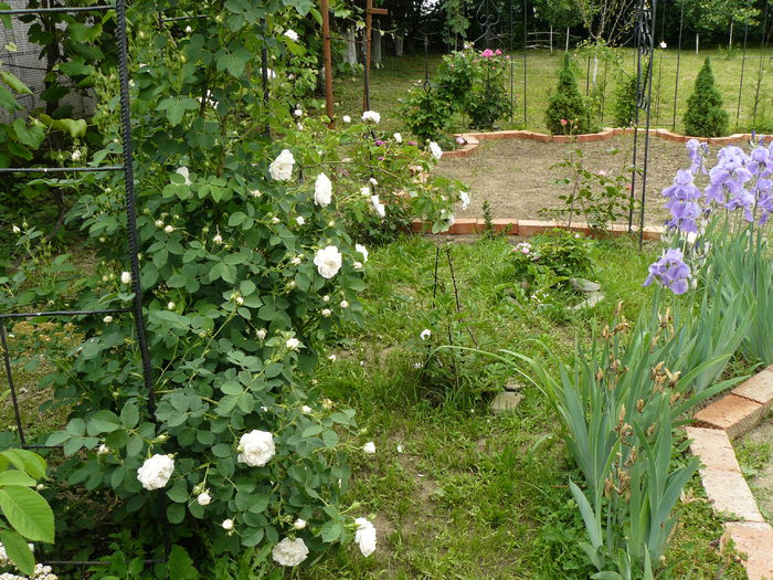 Old roses garden