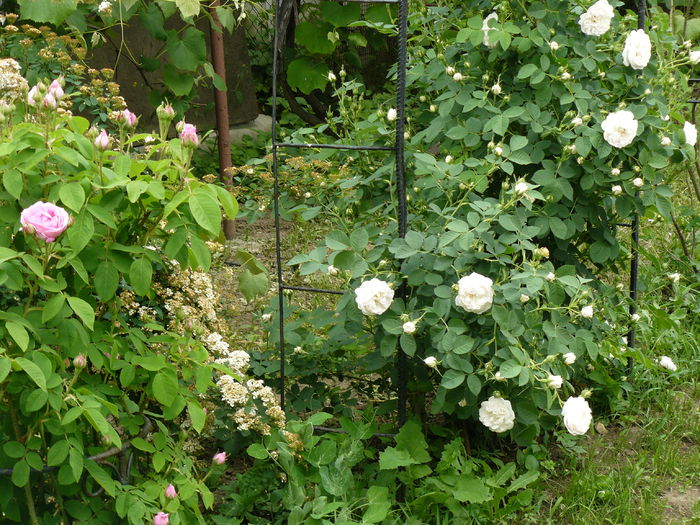 Old roses garden