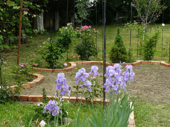 Old roses garden