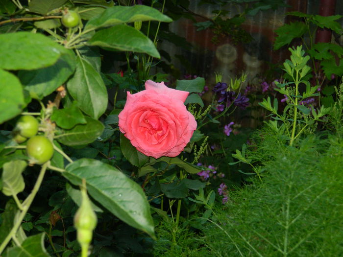 DSCN7074 - 2015_MAI_3