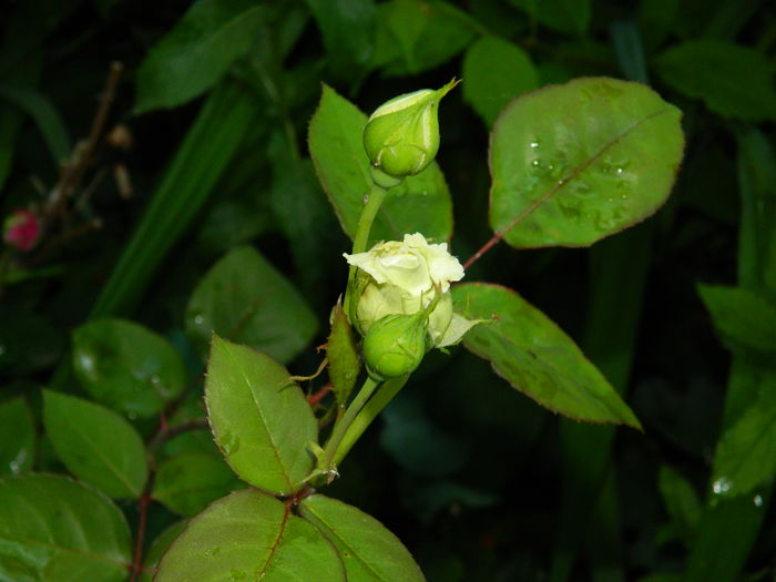 DSCN7075 - 2015_MAI_3