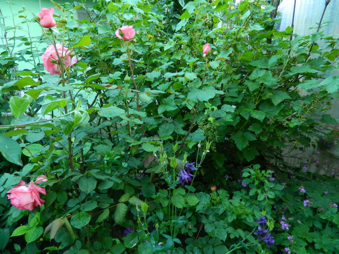 DSCN7083 - 2015_MAI_3