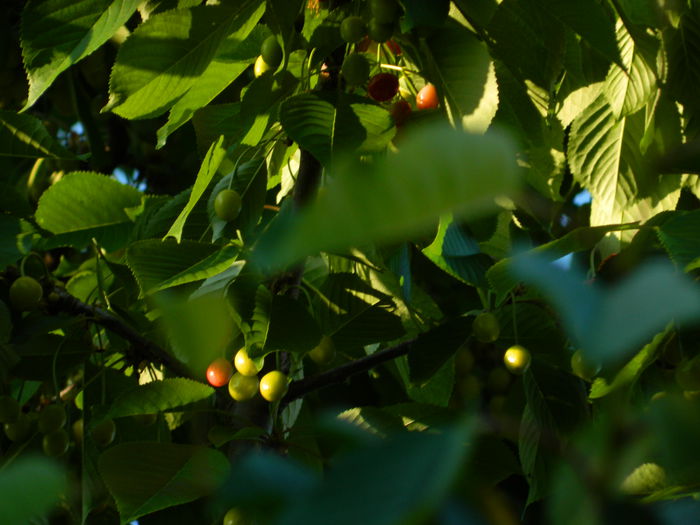 DSCN7114 - 2015_MAI_3