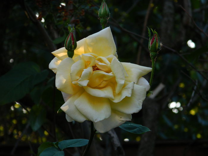 DSCN7115 - 2015_MAI_3