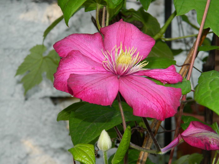 DSCN7139 - 2015_MAI_3