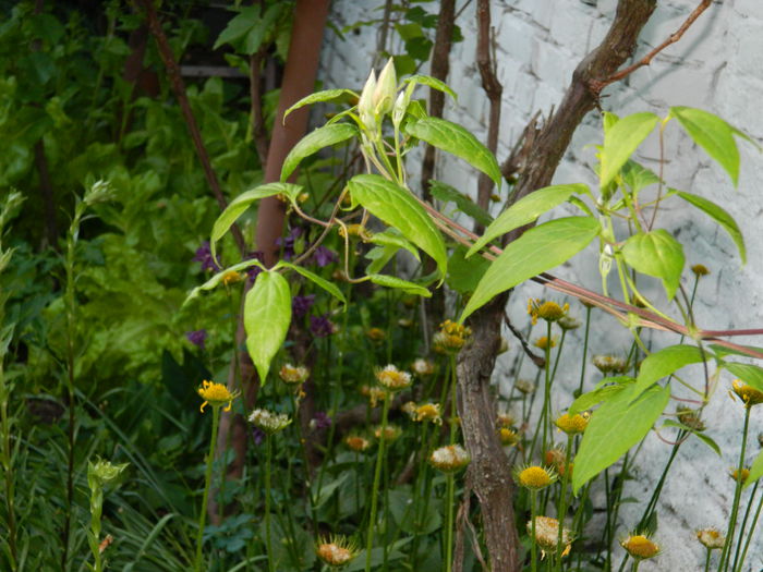 DSCN7140 - 2015_MAI_3