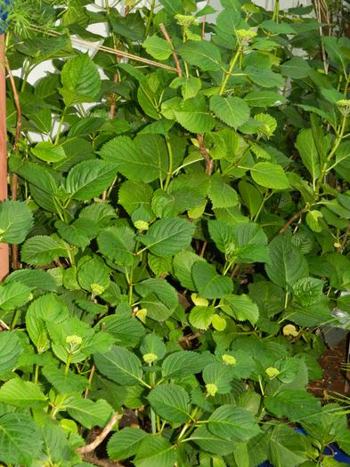 DSCN7144 - 2015_MAI_3