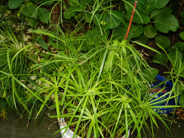 DSCN7145 - 2015_MAI_3