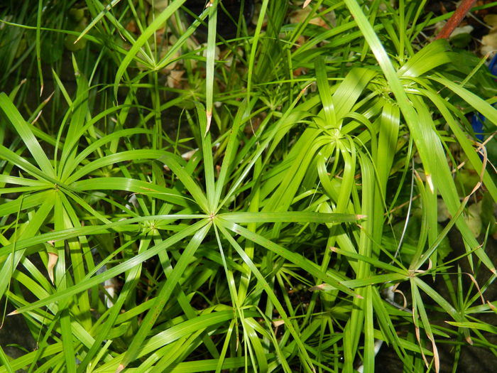 DSCN7146 - 2015_MAI_3