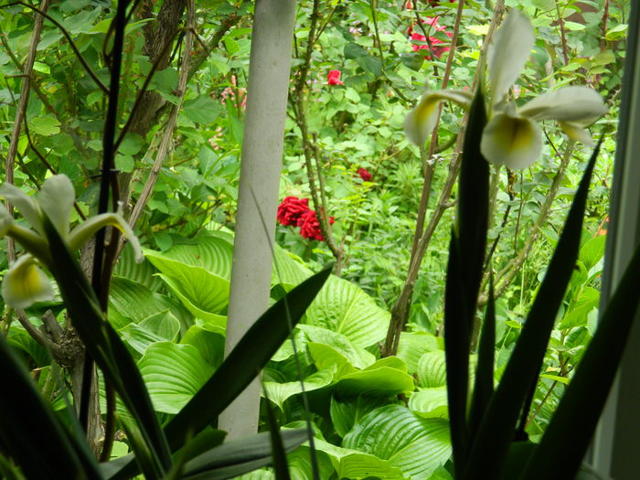 DSCN7147 - 2015_MAI_3