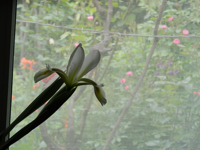 DSCN7148 - 2015_MAI_3