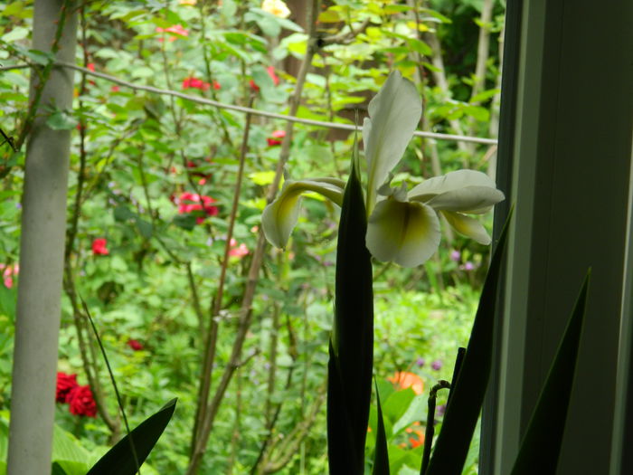 DSCN7150 - 2015_MAI_3