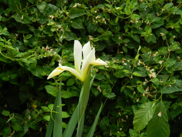 DSCN7155 - 2015_MAI_3