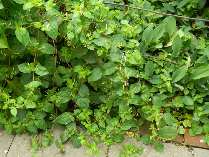 DSCN7156 - 2015_MAI_3