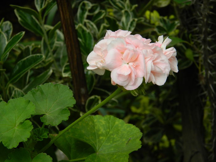 DSCN7158 - 2015_MAI_3