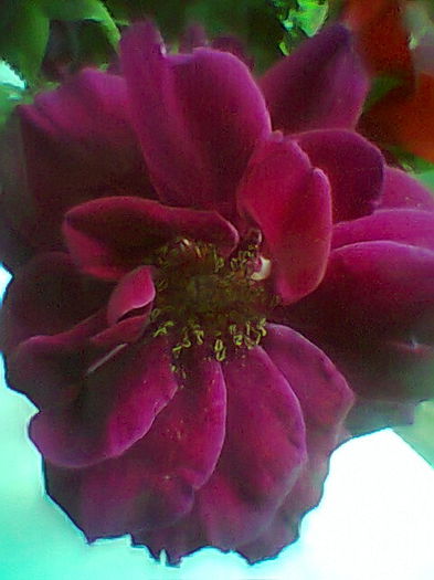 Fotogr.2281