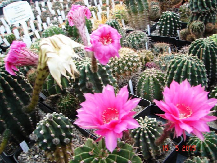 DSC08365 - 2015 Mai