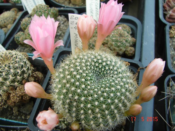 DSC08437 - 2015 Mai