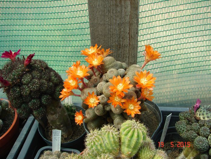 DSC08476 - 2015 Mai