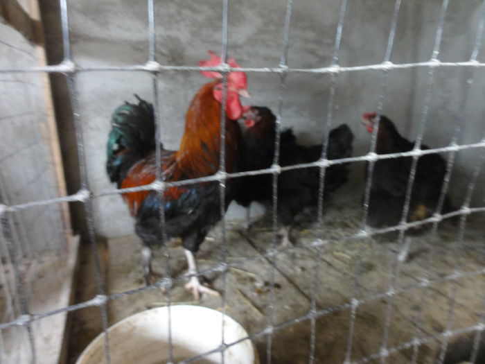 201 - Matca Marans 2015