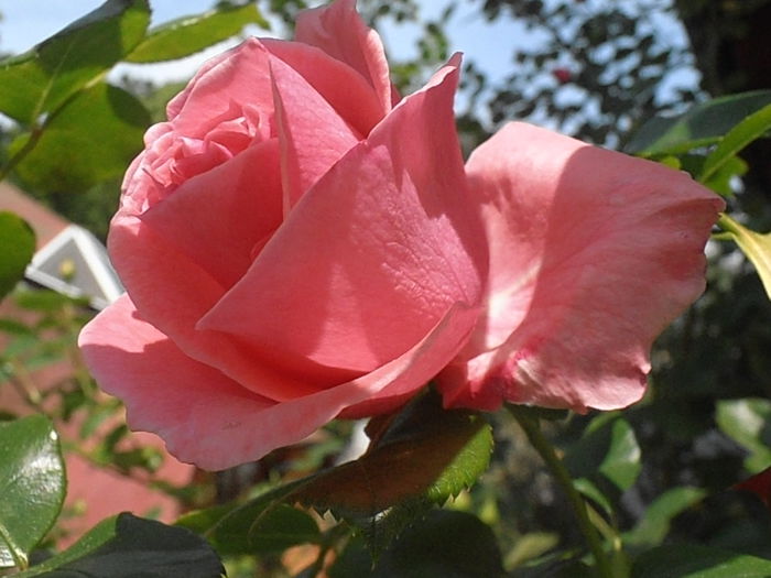 P5200006; " O roza infloreste, suava..."
