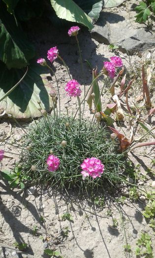 Armeria maritima