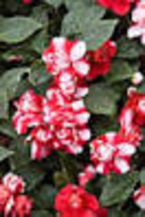 impatiens (sporul casei)