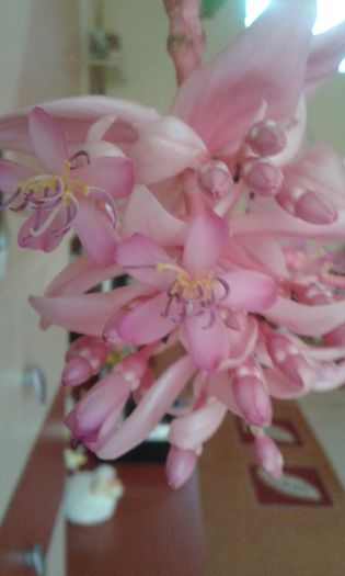 20150515_092723 - Medinilla-cea mai iubita floare