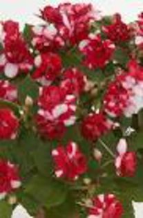 impatiens bicolor-rosu cu alb - 000-Plante pe care le doresc