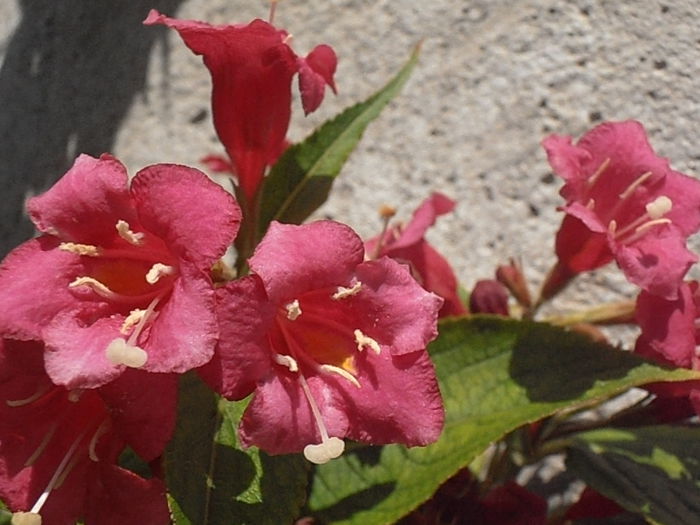 P5200073