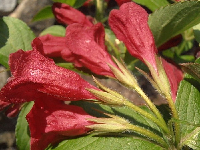 P5200095