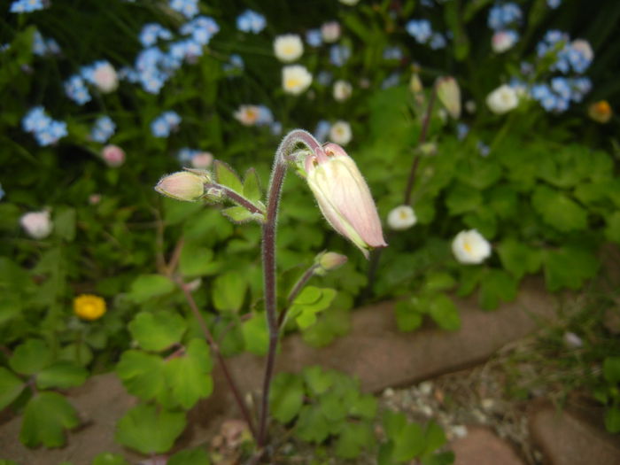 Aquilegia_Columbine (2015, April 21) - AQUILEGIA_Columbine